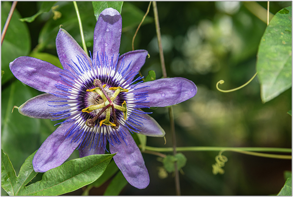 Passion Flower Chatsworth DSC4464 6th July 24